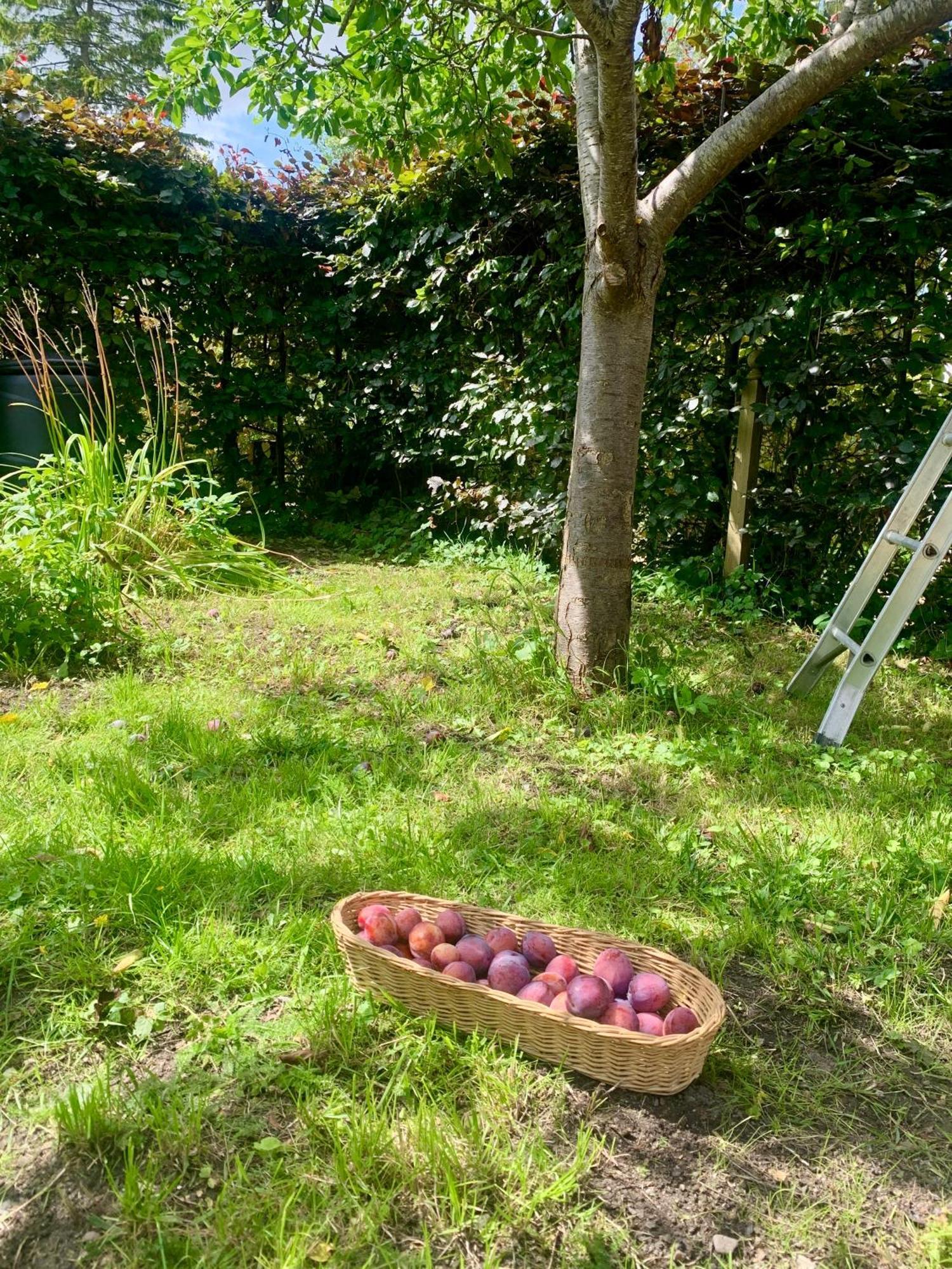 The Little Orchard Villa Watlington  Екстериор снимка